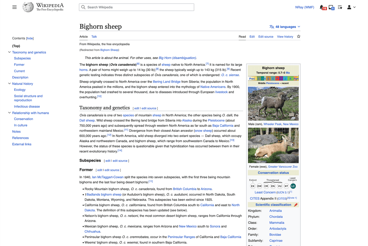 A screenshot of the new Vector-2022 skin on Wikipedia showing an article of a Bighorn Sheep.